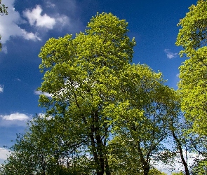 Obłoki, Drzew, Korony, Zielone, Niebo