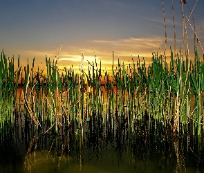 Trawy, Zachód, Jezioro