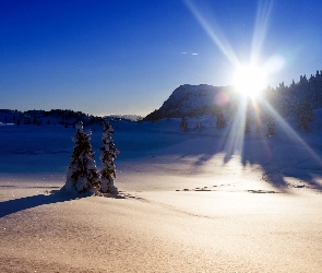 Promienie, Zima, Drzewa, Śnieg, Słońca