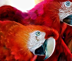 Ary, Papużki
