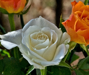 Biała, Pomarańczowe, Róże