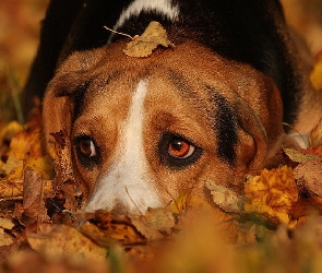 Pies, Beagle, Liście, Jesienne