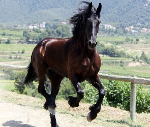 Galop, Koń