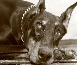 Spojrzenie, Obroża, Doberman