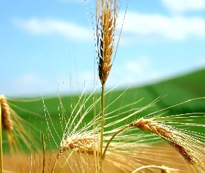 Zboża, Owies, Kłosy