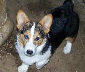 umaszczenie, podpalane, Welsh corgi pembroke, czarne