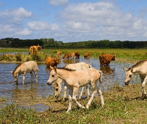 Źrebaki, Krowa szkocka