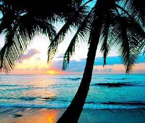 Plaża, Słońca, Zachód, Palmy, Morze