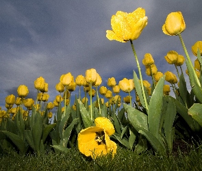 Żółte, Plantacja, Tulipany