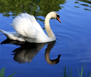 Biały, Jezioro, Woda, Łabędź, Piękny