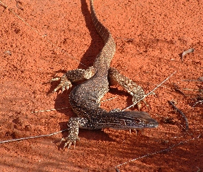 Waran goulda, Jaszczurka