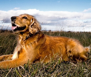 Golden Retriever, Chmury, Niebo, Trawa, Pies