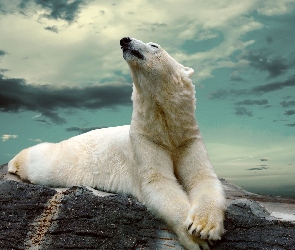 Polarny, Skała, Niedźwiedź