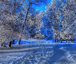 Zima, Śnieg, Drzewa