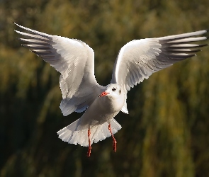 Mewa Śmieszka, Lot, Skrzydła