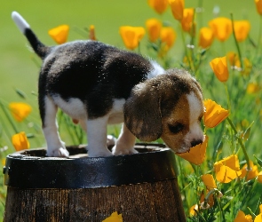 Beagle, Beczka, Szczeniak