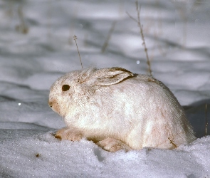 Śnieg, Dziki, Królik, Mróz