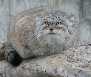 Manul