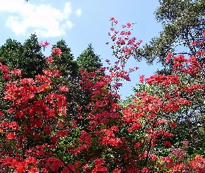 Czerwony, Rododendron, Drzewa