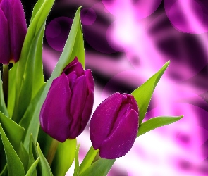 Tulipany, Liście, Purpurowe