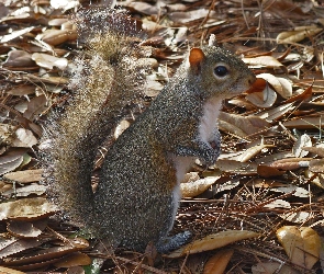 Wiewiórka, Liście