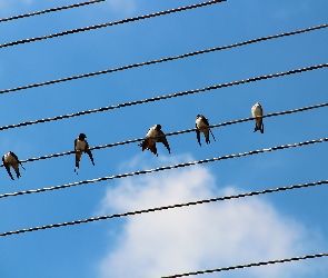 Jaskółki, Napięcia, Wysokiego, Linie