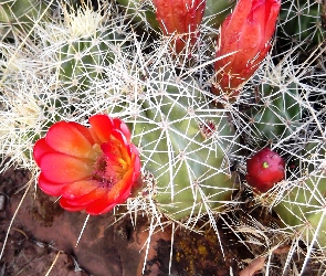 Kaktus, Kwitnący