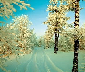 Śnieg, Zima, Drzewa