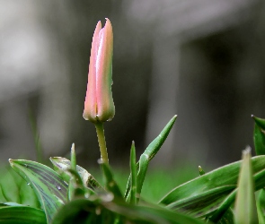 Tulipan, Łodyga