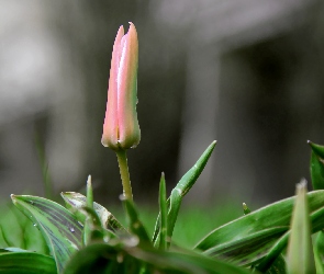 Łodyga, Tulipan