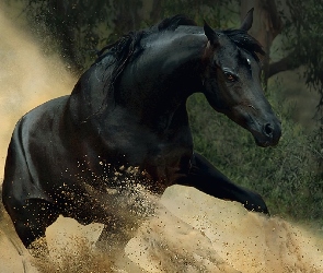 Galop, Piach, Koń