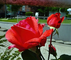 Ulica, Róża, Kwiat, Czerwona
