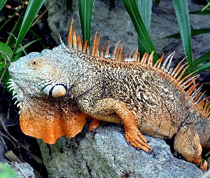 Pomarańczowa, Iguana, Gad