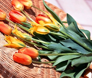 Tulipany, Kosz, Bukiet
