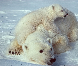 Polarny, Lód, Mały, Mama, Niedźwiedź