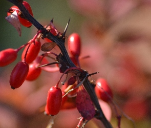 Berberys, Owocniki