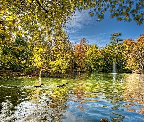 Kaczki, Drzewa, Woda