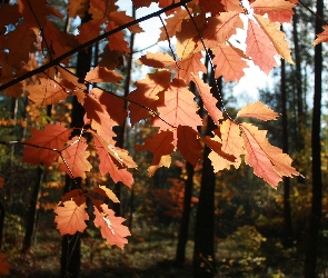 Liście, Czerwone, Jesień, Las