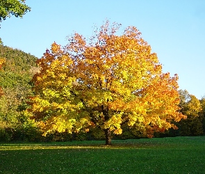 Łąka, Drzewa