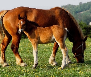 Konie, Trawa, Źrebak, Matka, Dwa