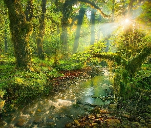 Rzeka, Las, Promienie, Słońca