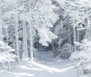 Drzewa, Oszronione, Las, Śnieg
