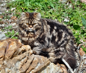Rasowy, Kot