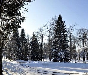 Śnieg, Drzewa, Zima