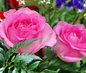 Różowe, Róże, Piękne