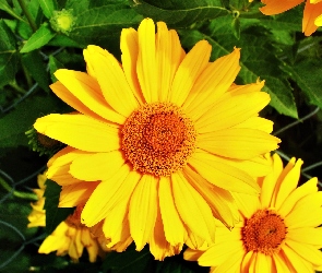 Kwiat, Płatki, Żółte