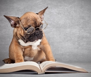 Pies, Buldog francuski, Książka, Okulary