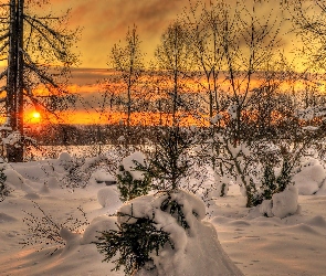 Słońca, Zachód, Zima, Drzewa