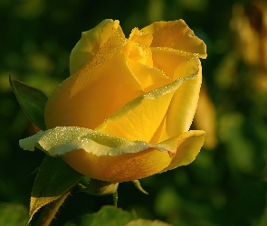 Żółta, Rosa, Różą