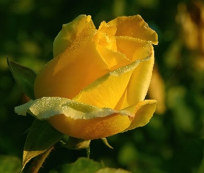 Różą, Rosa, Żółta
